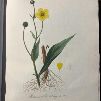 Flora Batava 1836: 49 handcolored engravings of Nederlandsche gewassen door J. Kops