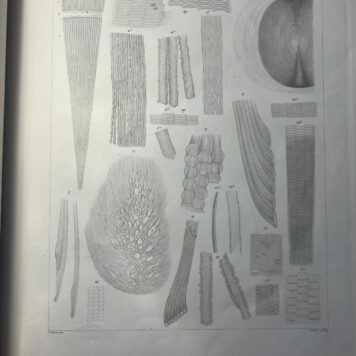 Zur anatomie der Crystallinse von J. Henle