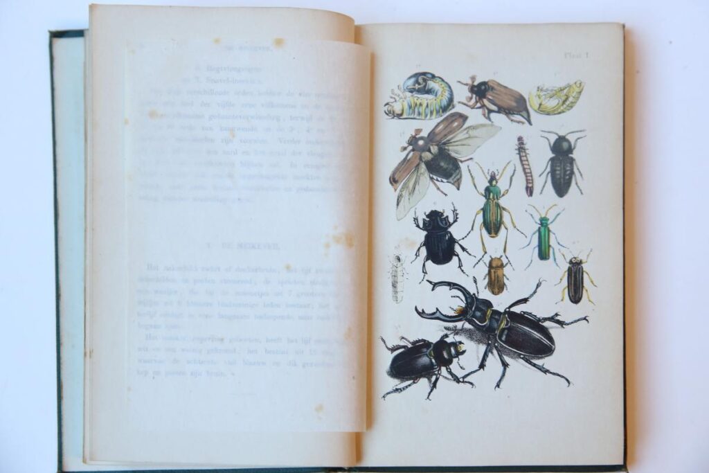 De insektenwereld, naar J.C.L. Neukirch voor de Nederlandsche jeugd bewerkt door M.J. van Nieuwkuyk, Leiden, Noothoven van Goor.
