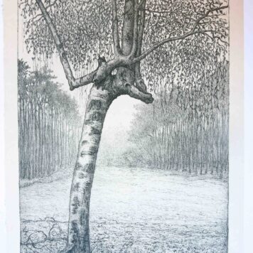 Ets/Etching: Weeping willow/Buigende boom.