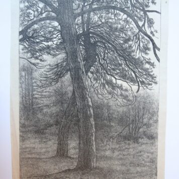 [Modern print, lithography/lithografie] Trees in the forrest/Bomen in het bos, published ca. 1950.