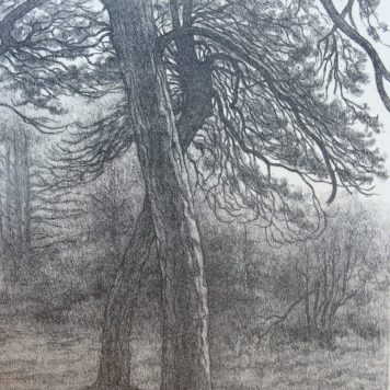 [Modern print, lithography/lithografie] Trees in the forrest/Bomen in het bos, published ca. 1950.