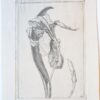 [Modern prints, etchings] Flowers (two plates) (bloemen), published before 1913.