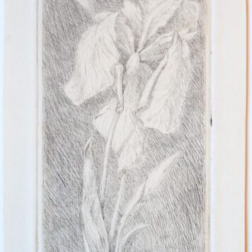 [Modern prints, etchings] Flowers (two plates) (bloemen), published before 1913.