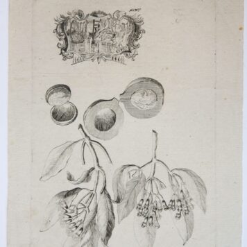 Etching/ets: Studies of a plant, a fruit and a vignette (Studie van plant, perzik (?) en een vignet).