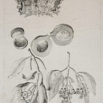 Etching/ets: Studies of a plant, a fruit and a vignette (Studie van plant, perzik (?) en een vignet).