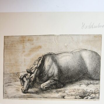 [Antique print engraving/ gravure] Killed horse seen from left side (Gedode koe vanaf de linkerkant gezien), published ca. 1670-1730.
