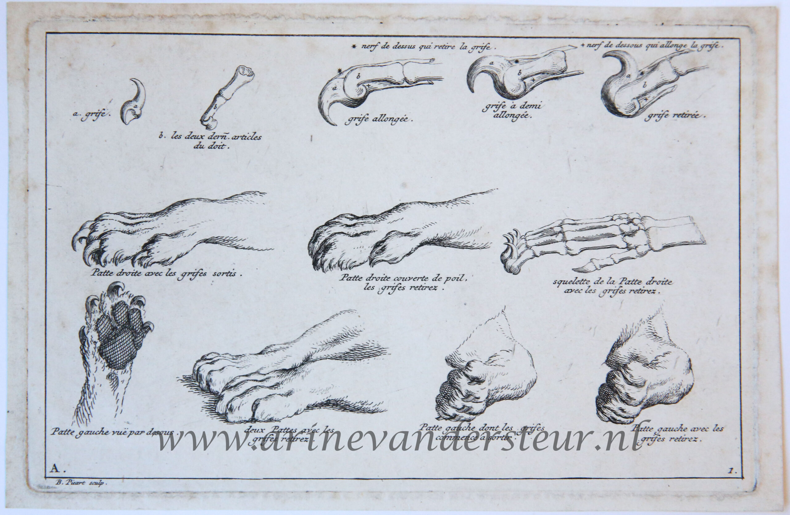 [Antique print, etching] Anatomy of a lion’s paw [set title: Receuil de Lions, series A]/De anatomie van de poot van de leeuw, published 1729.