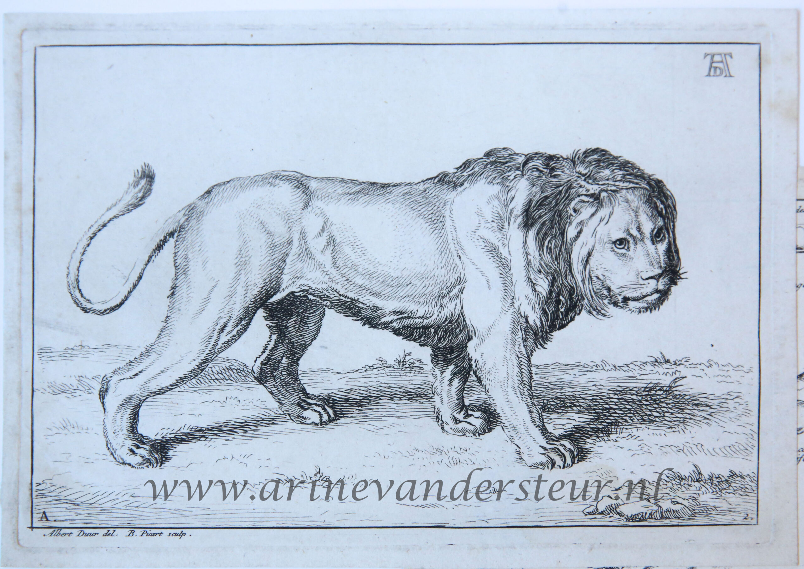 [Antique print, etching] Lion standing [set title: Receuil de Lions, series A]/Staande leeuw, published 1729.