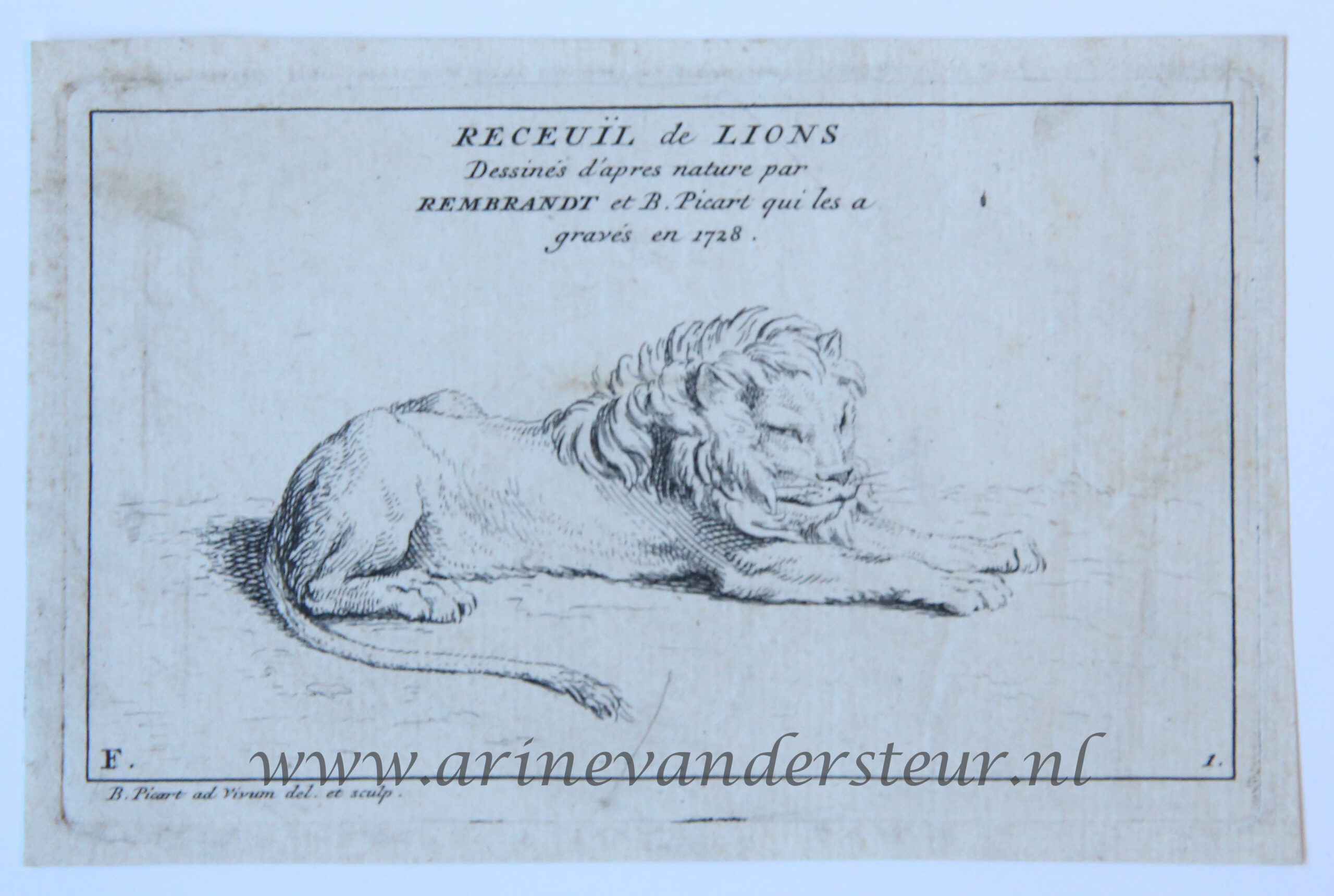 [Antique prints, etching, 1728] Seven etchings of lions after Rembrandt, of a set of eight, making up part F of the series 'Recueil de lions’/Zeven etsen van leeuwen naar Rembrandt, published 1728, 7 pp.
