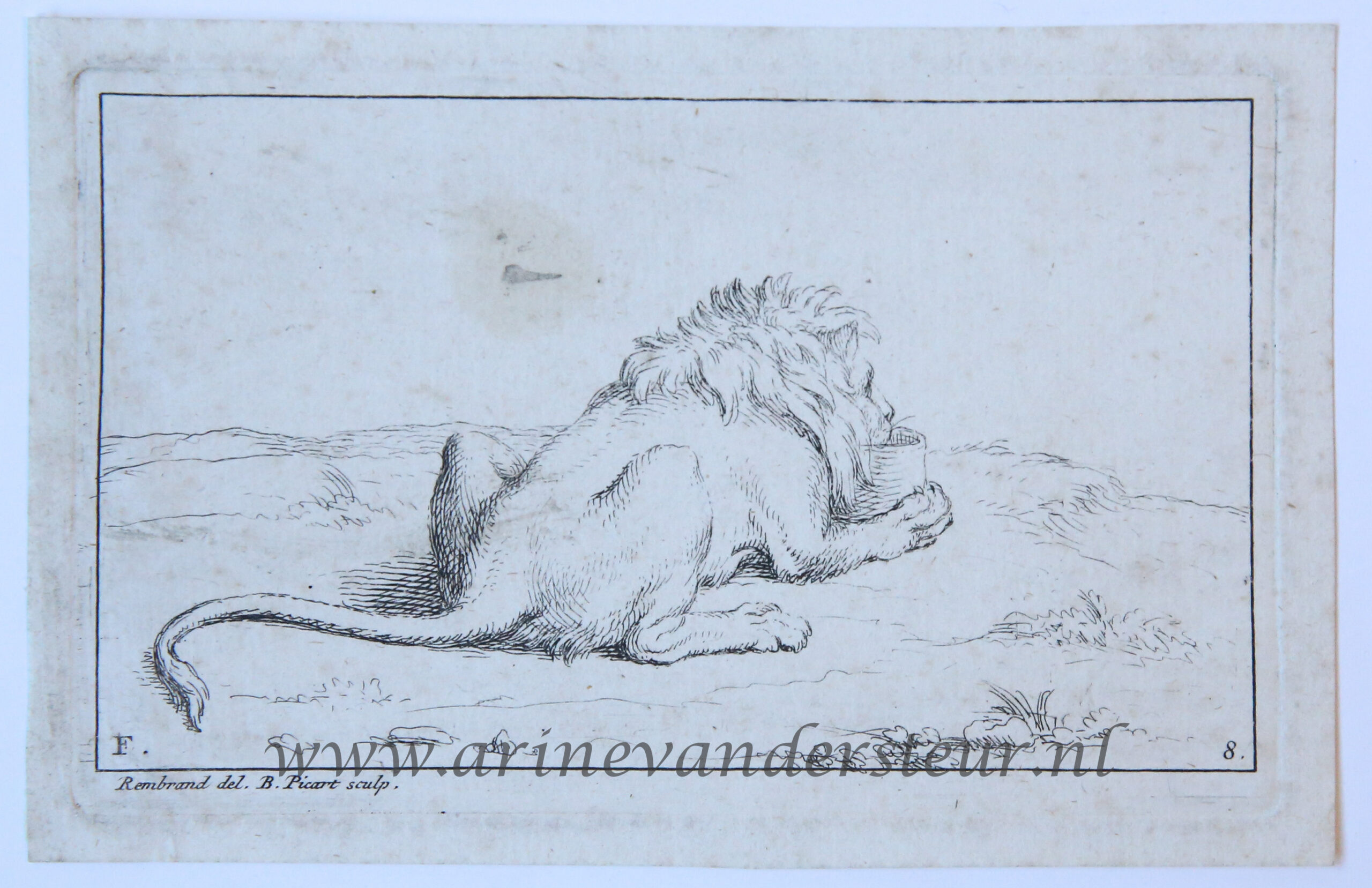 [Antique prints, etching, 1728] Seven etchings of lions after Rembrandt, of a set of eight, making up part F of the series 'Recueil de lions’/Zeven etsen van leeuwen naar Rembrandt, published 1728, 7 pp.