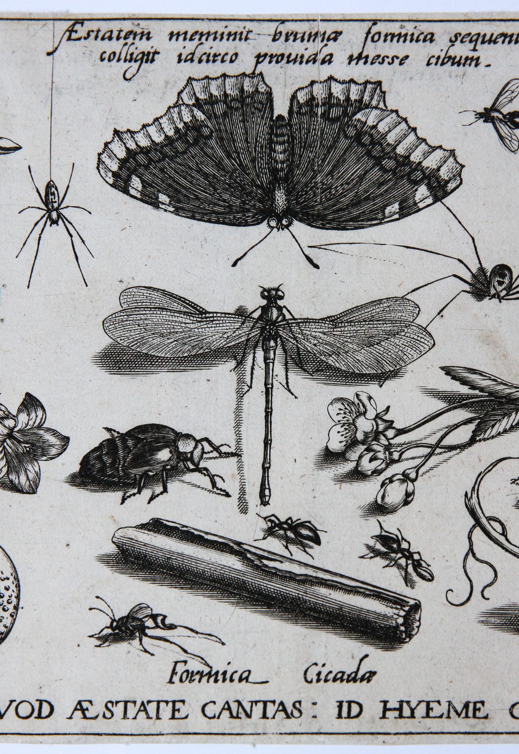 [Antique print, engraving] Plants and insects. [set: ARCHETYPA STVDIAQVE PATRIS GEORGII HOEFNAGELII] Planten en insecten, published 1592.