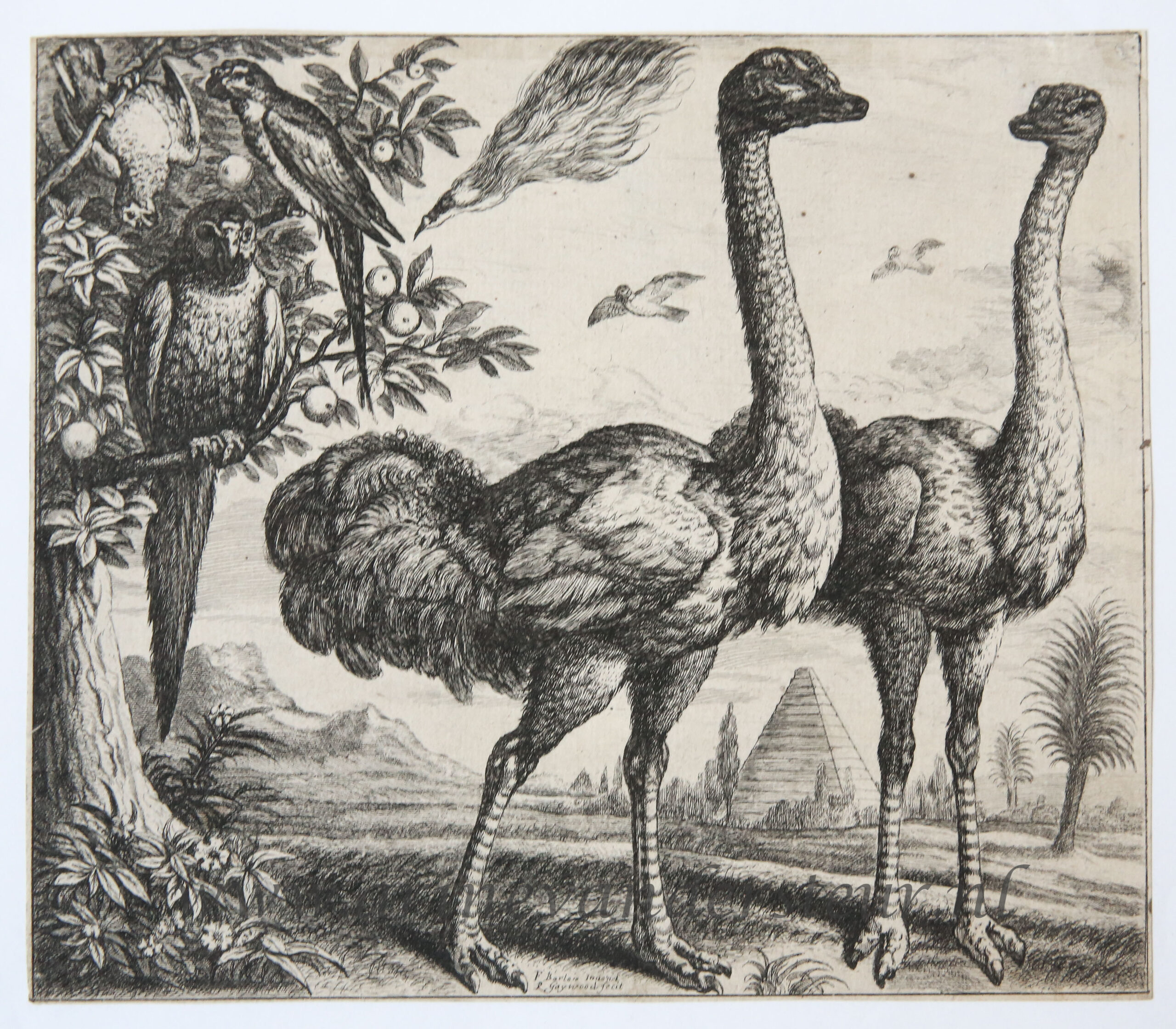 [Antique print, etching, ca. 1658] Two Ostriches [set: Diversae avium species], published ca. 1658, 1 p.