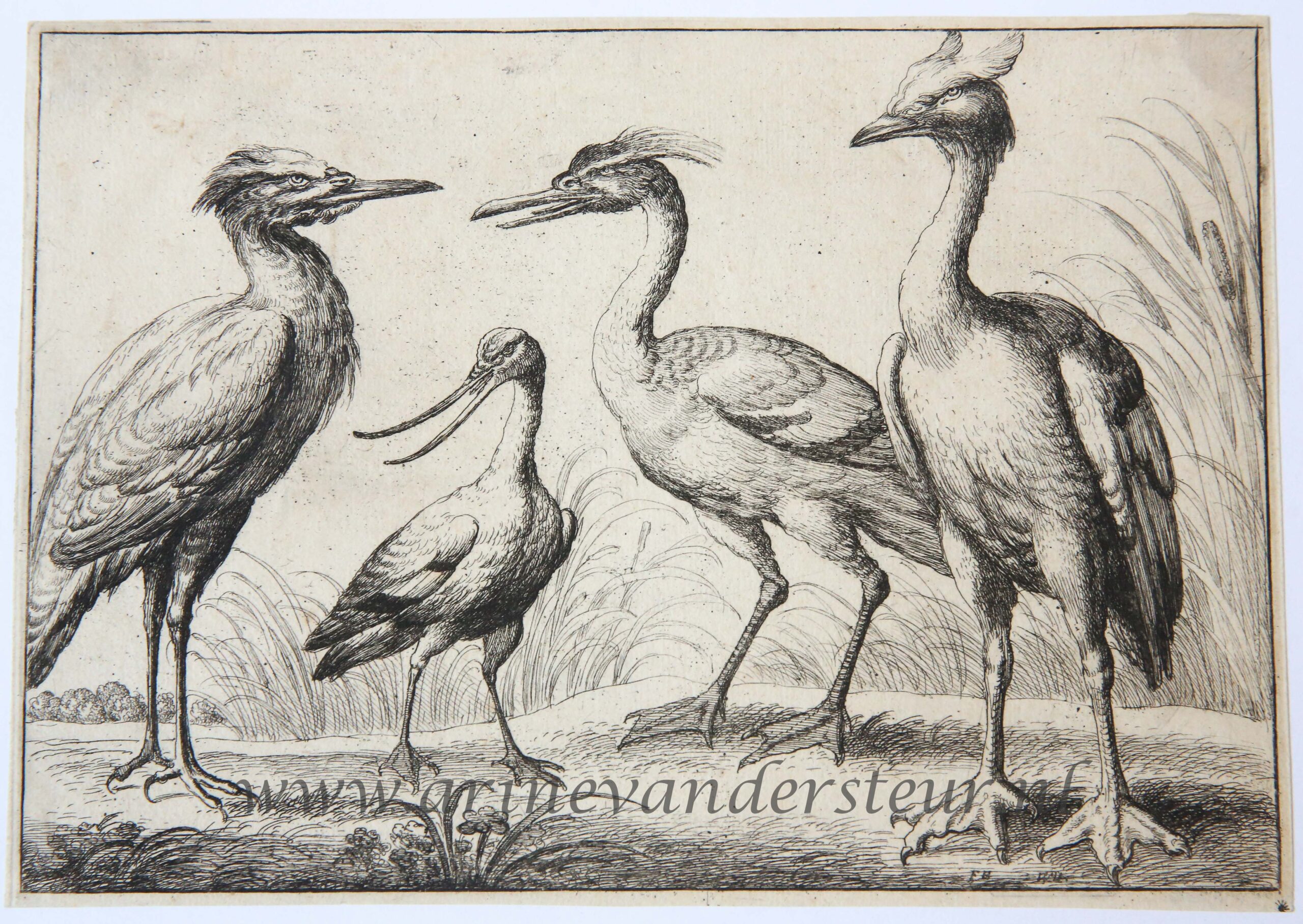 [Antique print, etching, ca. 1658] Four wading birds [set: Diversae avium species]/ Watervogels, published ca. 1658, 1 p.