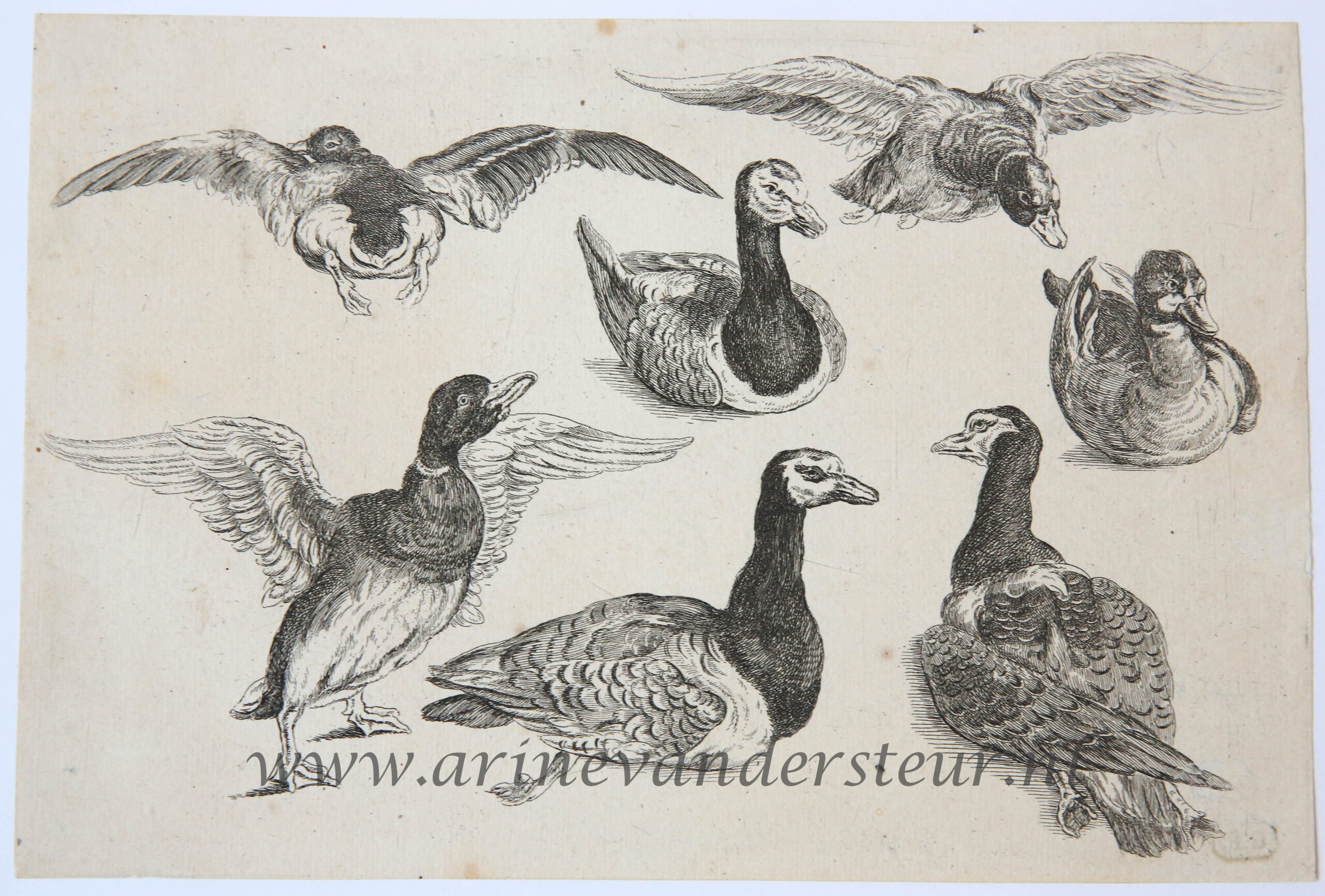 [Antique print, etching, ca. 1658] Seven ducks [set: Diversae avium species]/ Zeven eenden, published ca. 1658, 1 p.