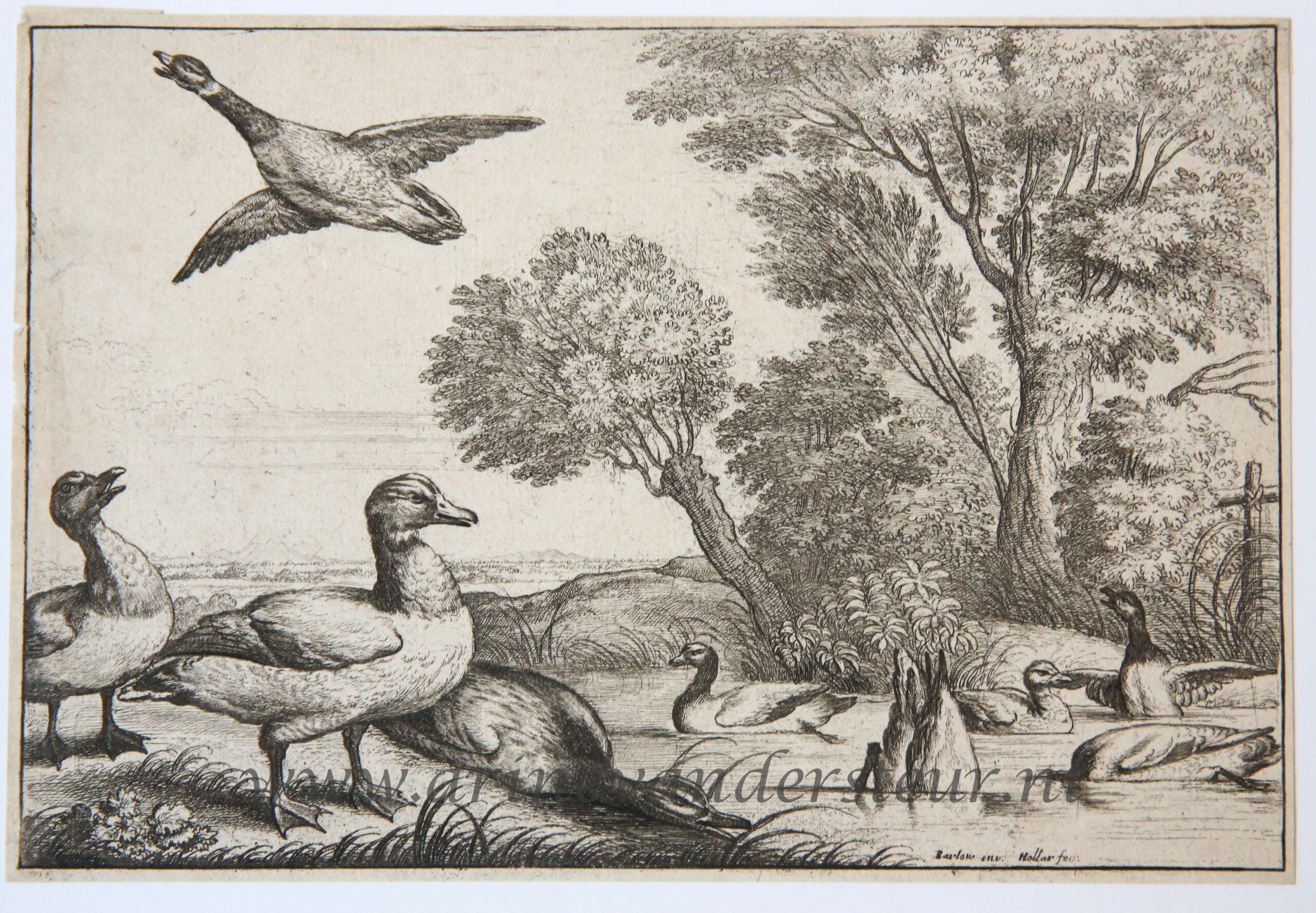 [Antique print, etching, ca. 1658] Nine ducks [set: Diversae avium species]/Negen eenden, published ca. 1658, 1 p.