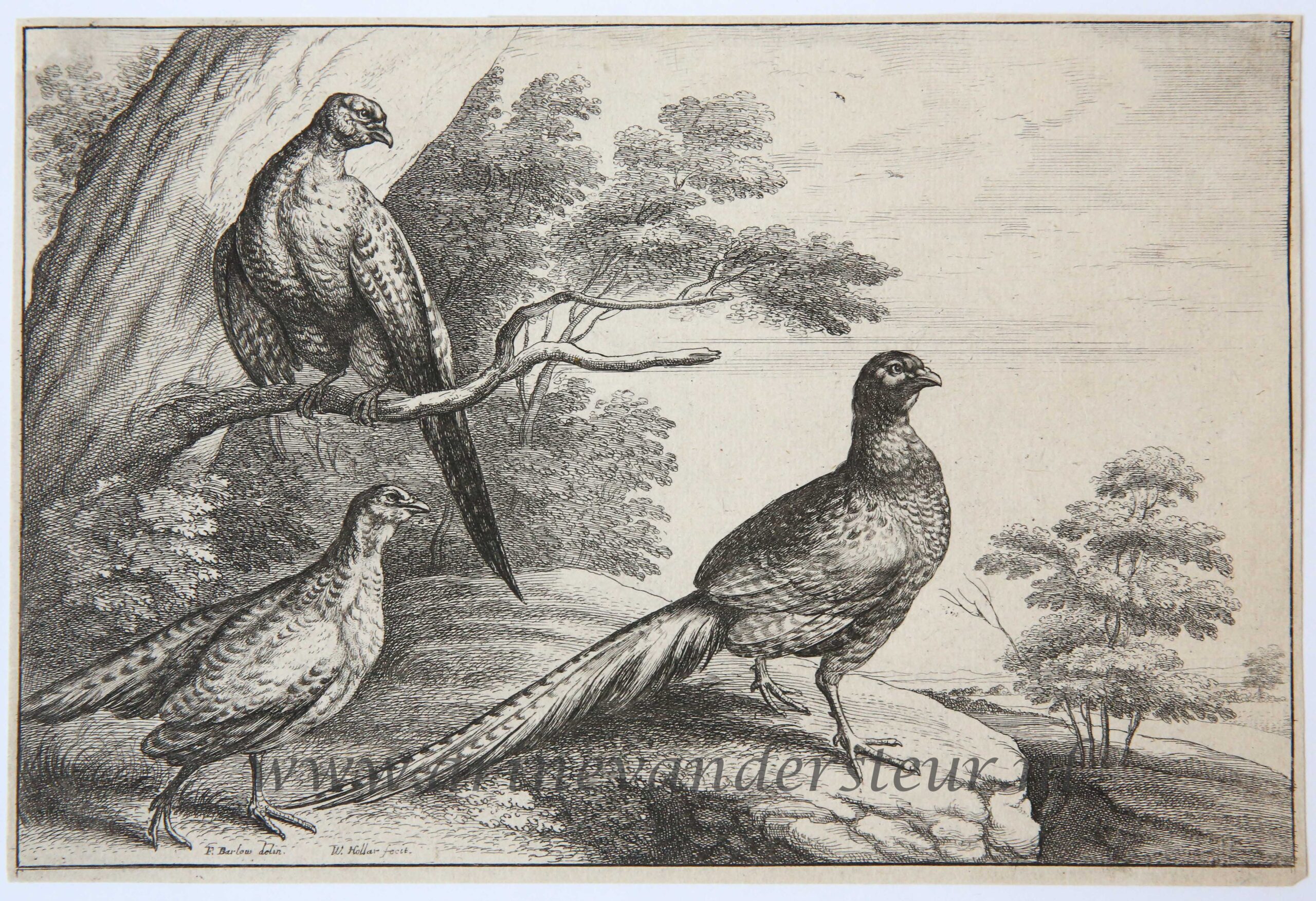 [Antique print, etching, ca. 1648] Three pheasants [set: Diversae avium species]/Drie fazanten, ca. 1658, p. 1.