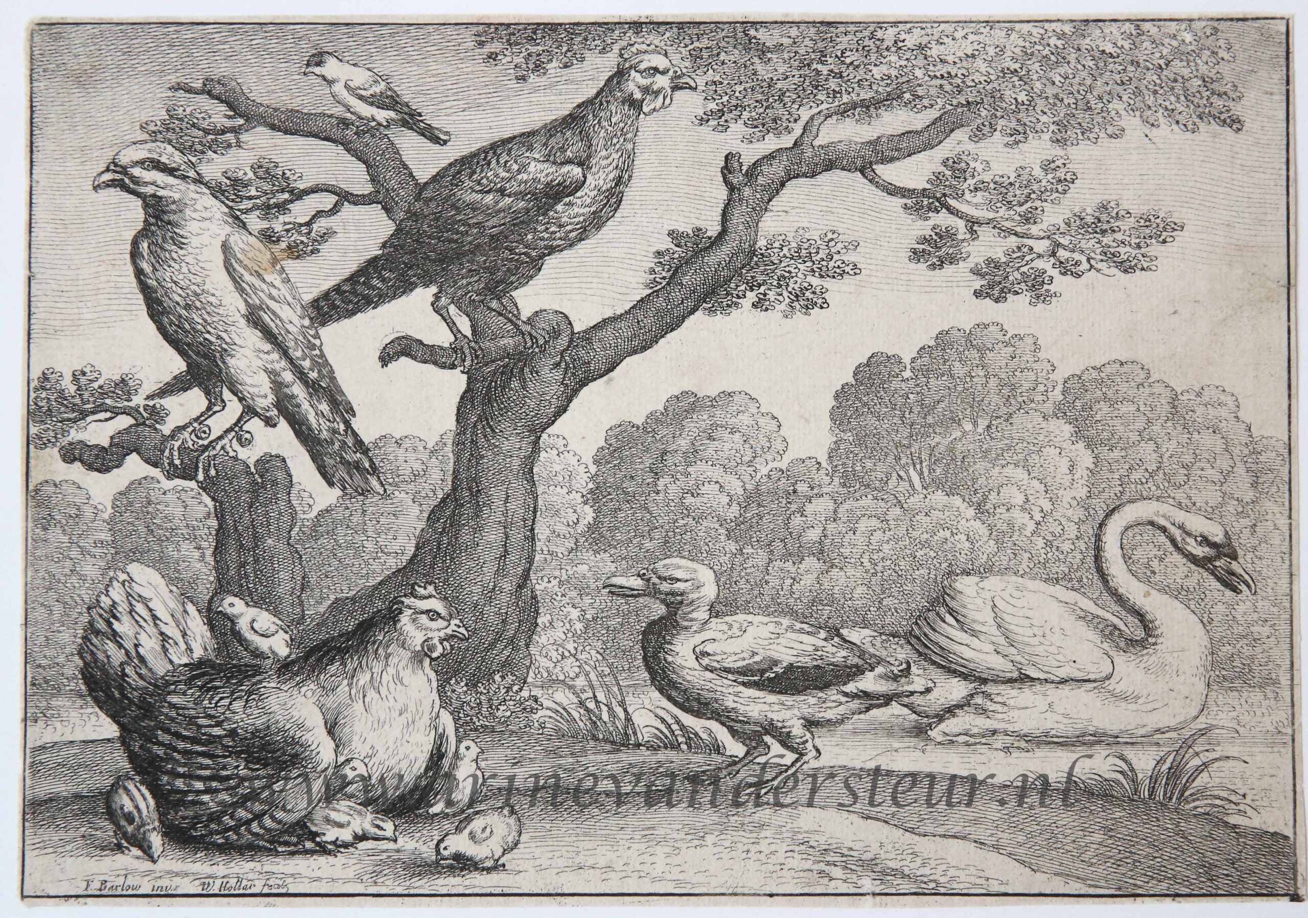 [Antique print, etching, ca. 1658] A brooding hen [set: Diversae avium species]/Broedende hen, ca. 1658, 1 p.