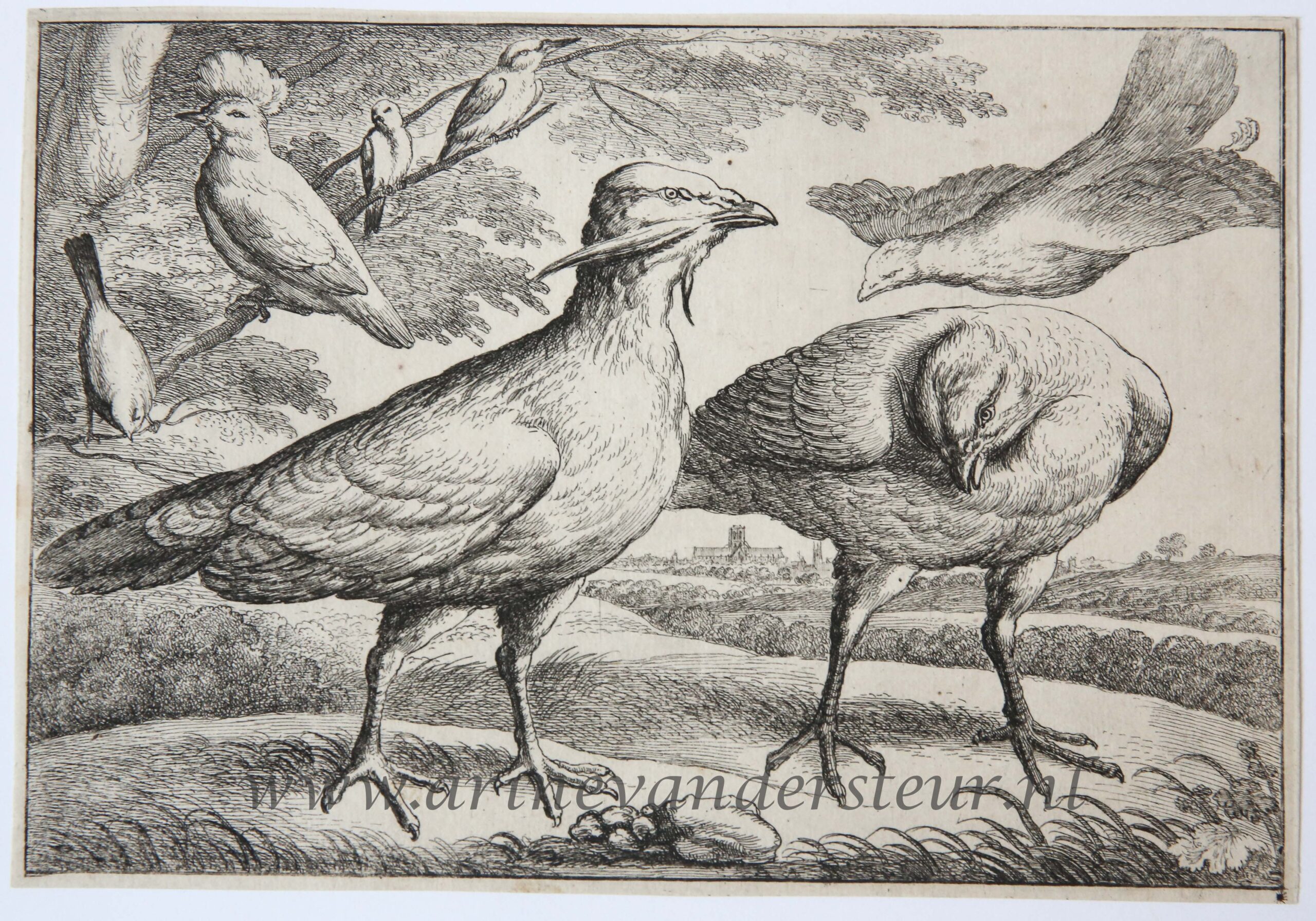 [Antique print, etching, ca. 1658] Bustards [set: Diversae avium species]/Ganzen, ca. 1658, 1 p.