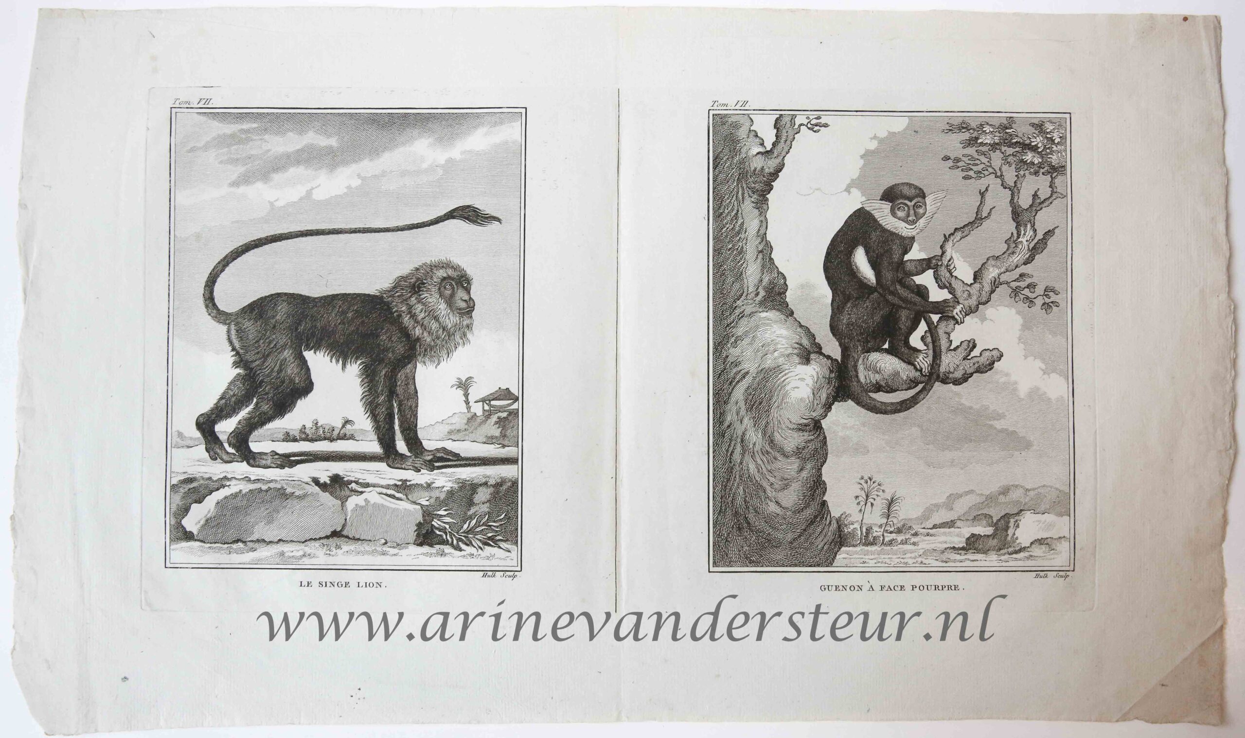 [Original etching] LE SINGE LION. / GUENON A FACE POURPRE (leeuw en Diana aap), ca 1766-1799.