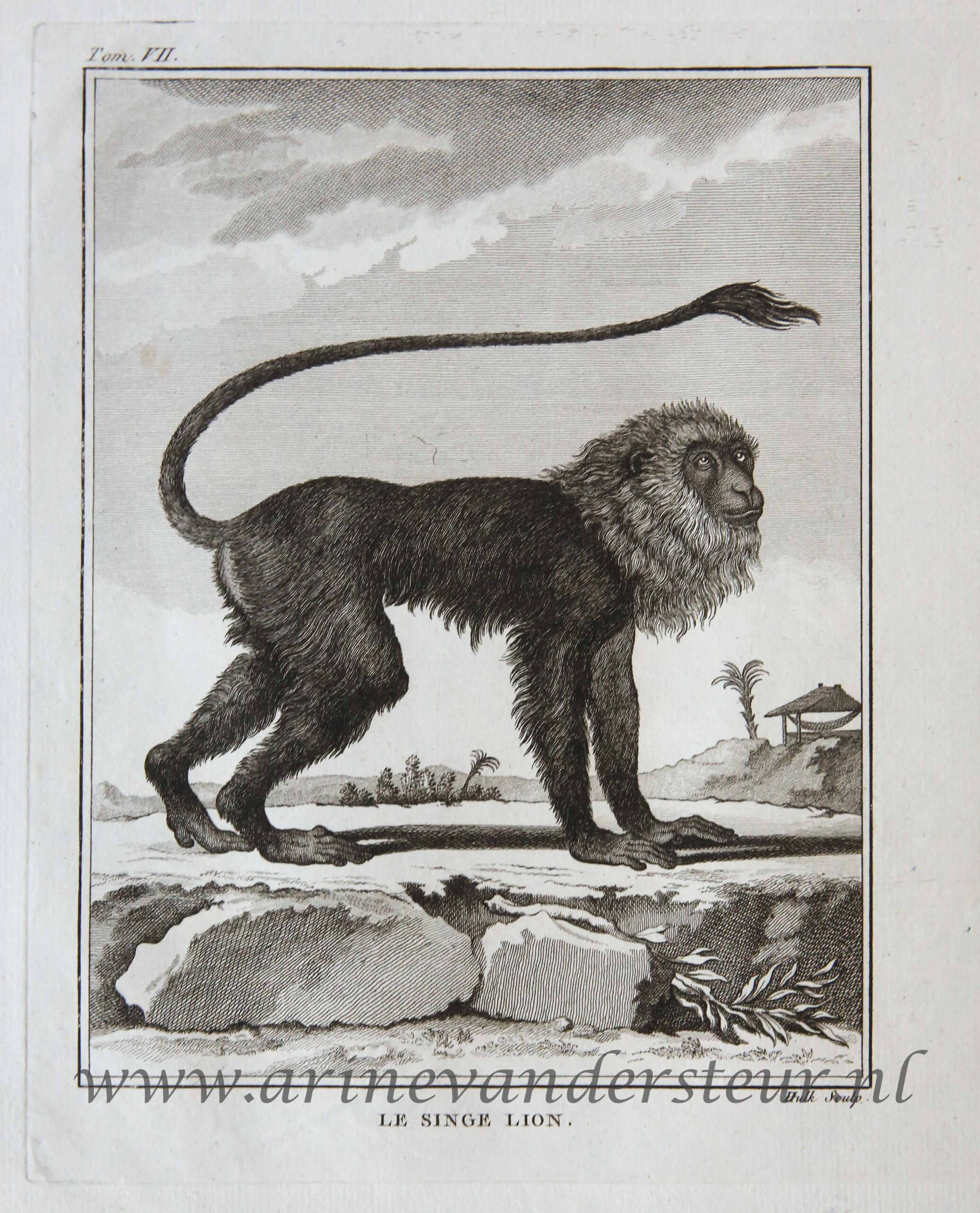 [Original etching] LE SINGE LION. / GUENON A FACE POURPRE (leeuw en Diana aap), ca 1766-1799.