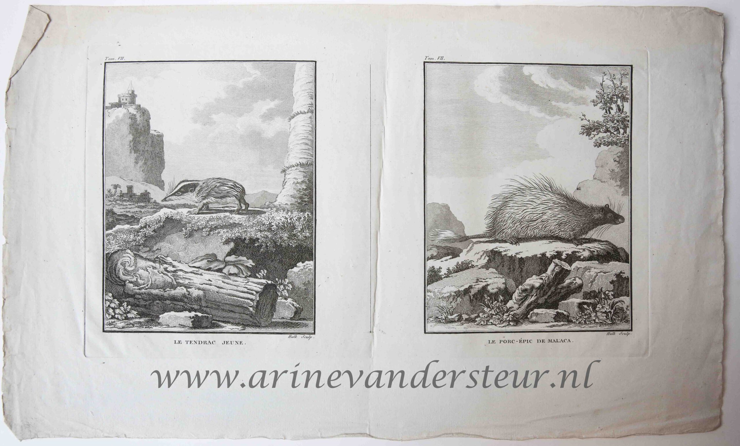 [Original etching] LE TENDRAC JEUNE / LE PORC-EPIC DE MALACA (tenrek en stekelvarken), ca 1766-1799.