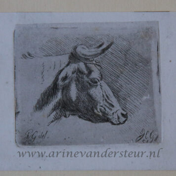[Antique print, etching] Head of a cow /Hoofd van een koe.
