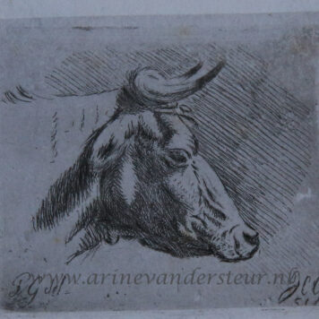 [Antique print, etching] Head of a cow /Hoofd van een koe.