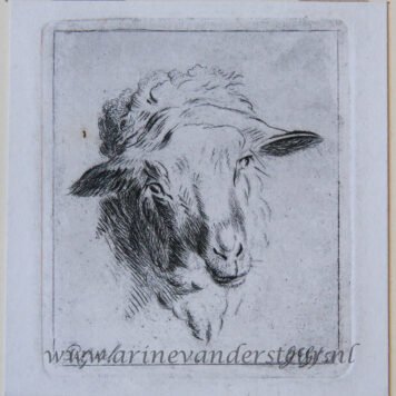 [Antique print, etching] Head of a sheep / Hoofd van schaap.