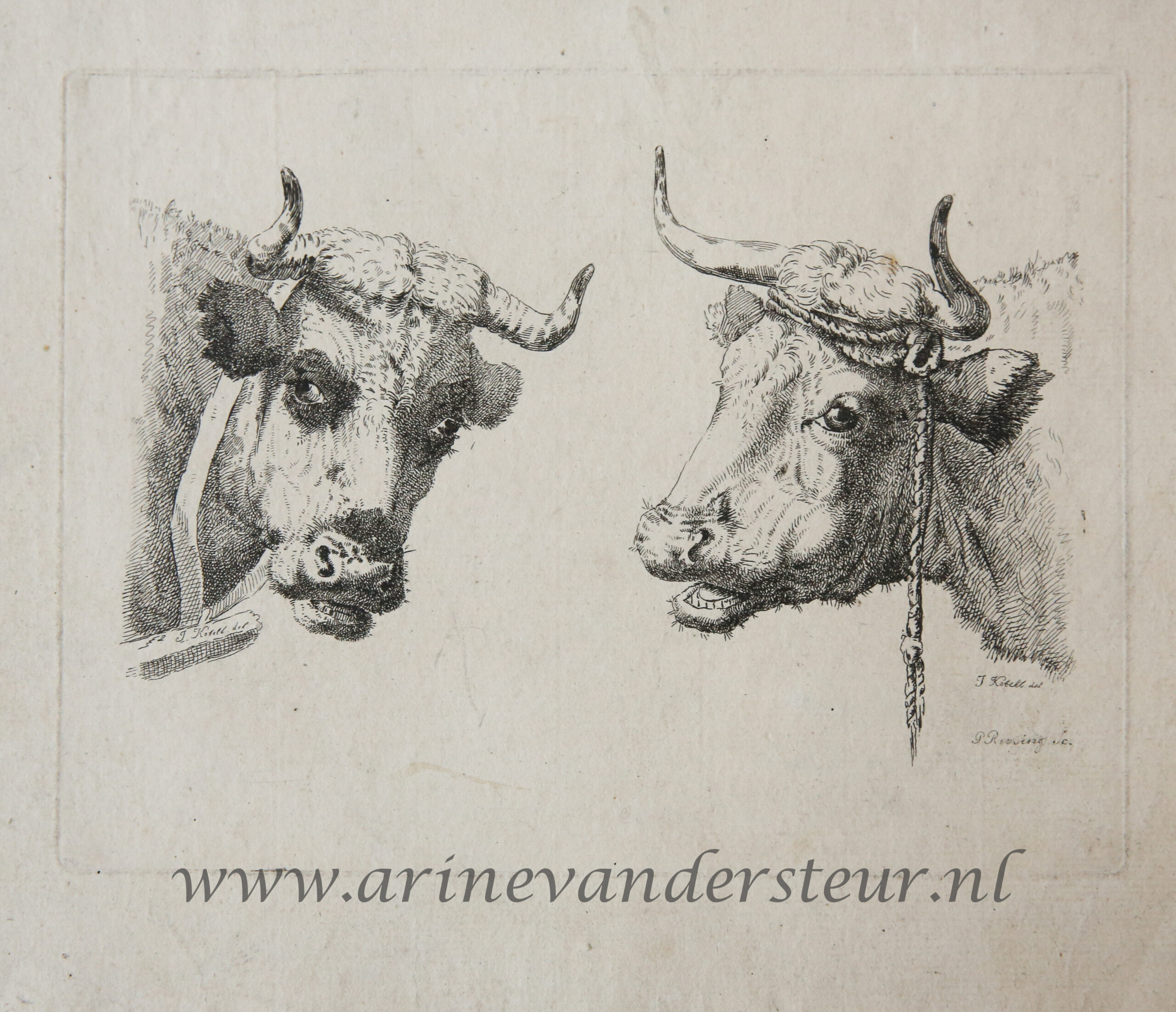 [Original etching, ets] P. Roosing after J. Kobell II. Two cow heads, published 1800-1850.