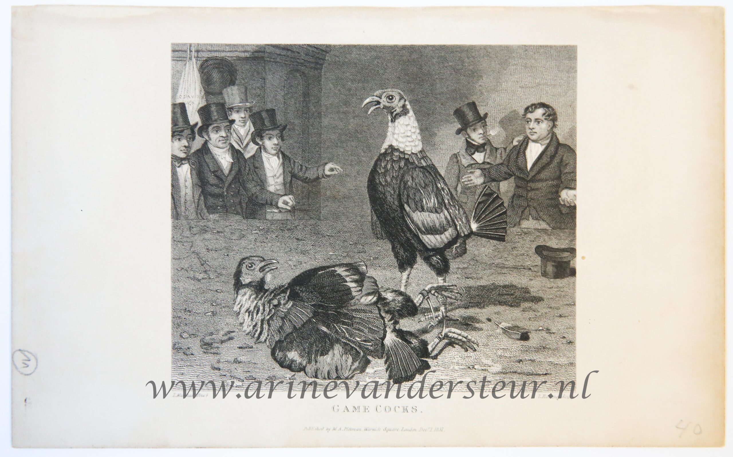 [Antique print, game, engraving] Game Cock (Hanengevecht, cockfight), published 1831.
