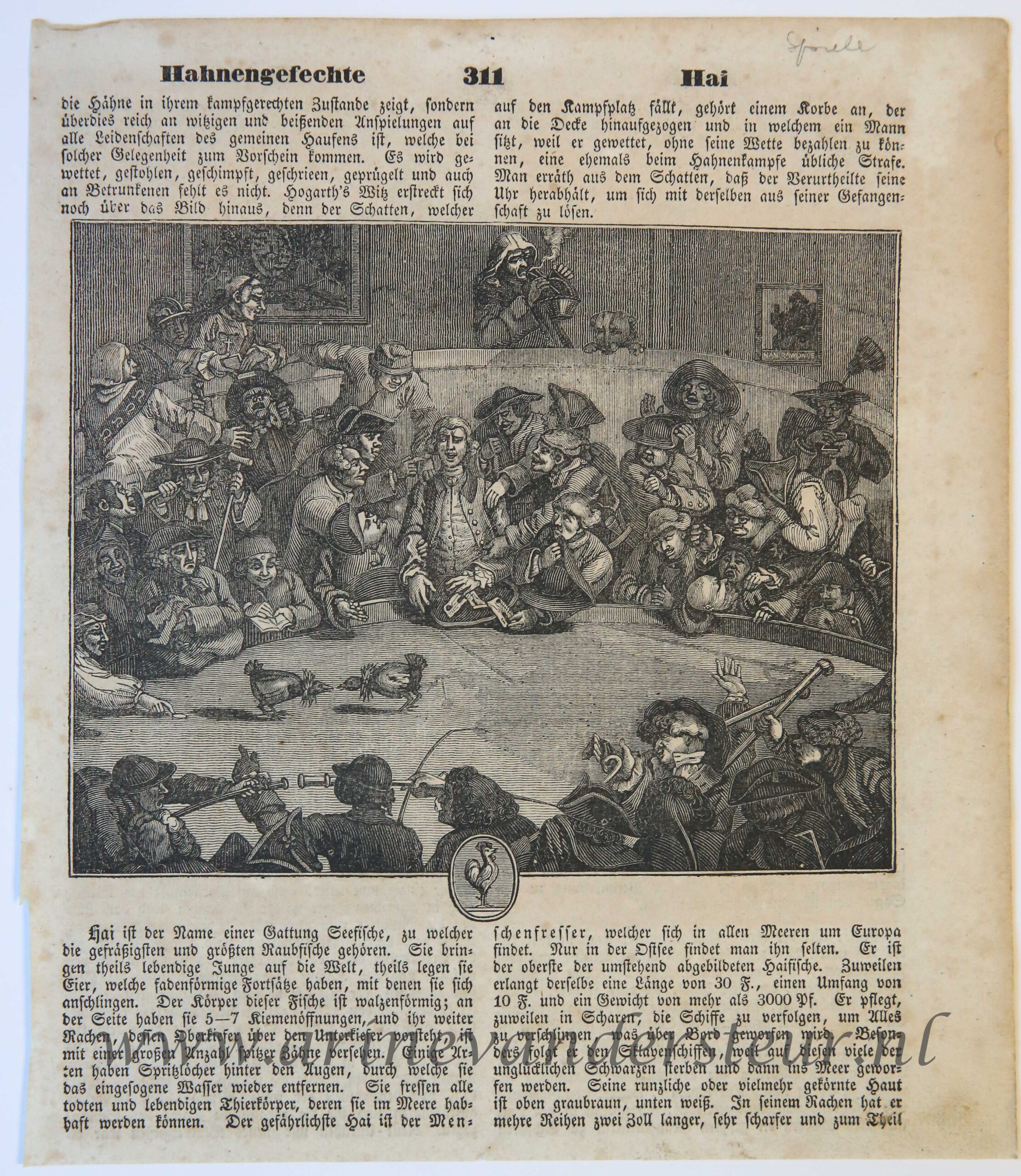 [Antique print, game, engraving] Hahnengefechte (Hanengevecht, cockfight), published c. 1890.