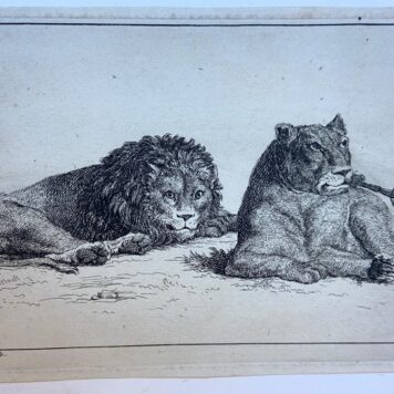 [Original etching 1729] Lion and lioness [set title: Recueil de Lions] / Leeuw en Leeuwin, 1729.