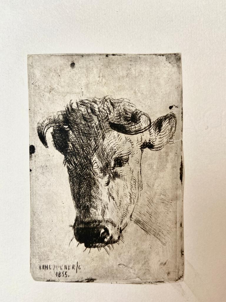 Heppener, Johannes Jacobus (1826-1898) - [Antique print, etching] Head of cow/Hoofd van een koe, 1855.