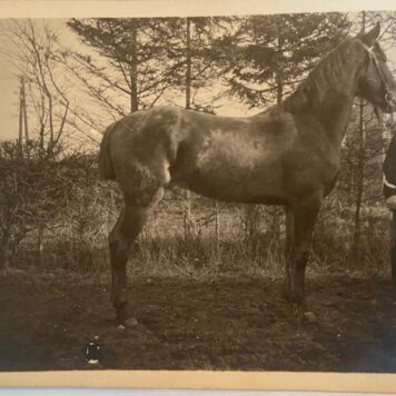 [Original Vintage postcard military] Postkaart foto van militair Veen met paard, oppasser 1er reg. Huzaten H. Werner, Zuthpen 1912.