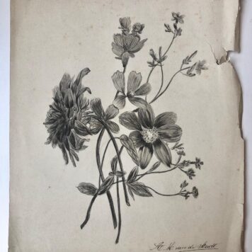 [DRAWING, STADT, VAN DE] Potloodtekening (bloemen) door A.H. van de Stadt, 19de-eeuws, 30x25 cm.