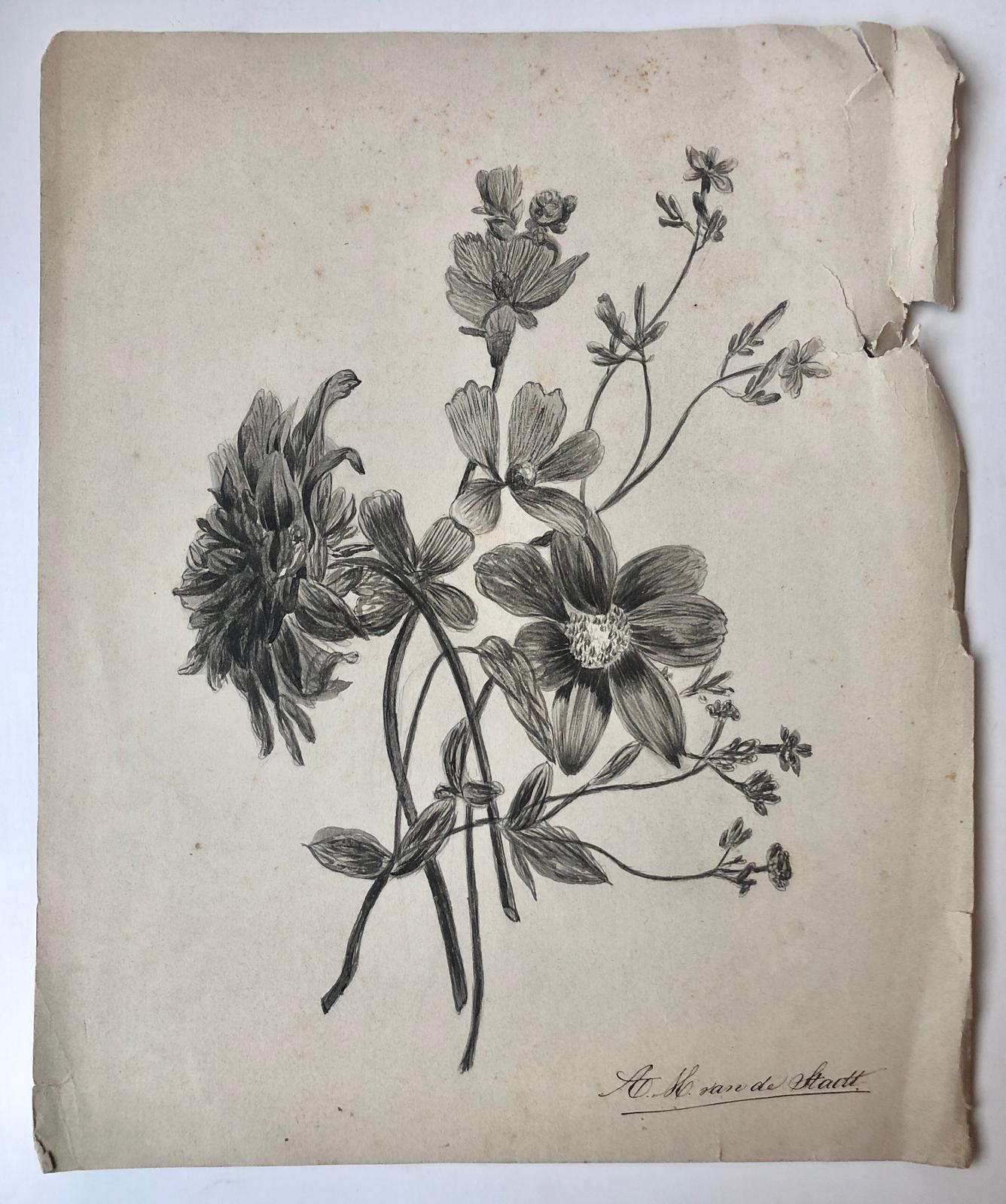  - [DRAWING, STADT, VAN DE] Potloodtekening (bloemen) door A.H. van de Stadt, 19de-eeuws, 30x25 cm.