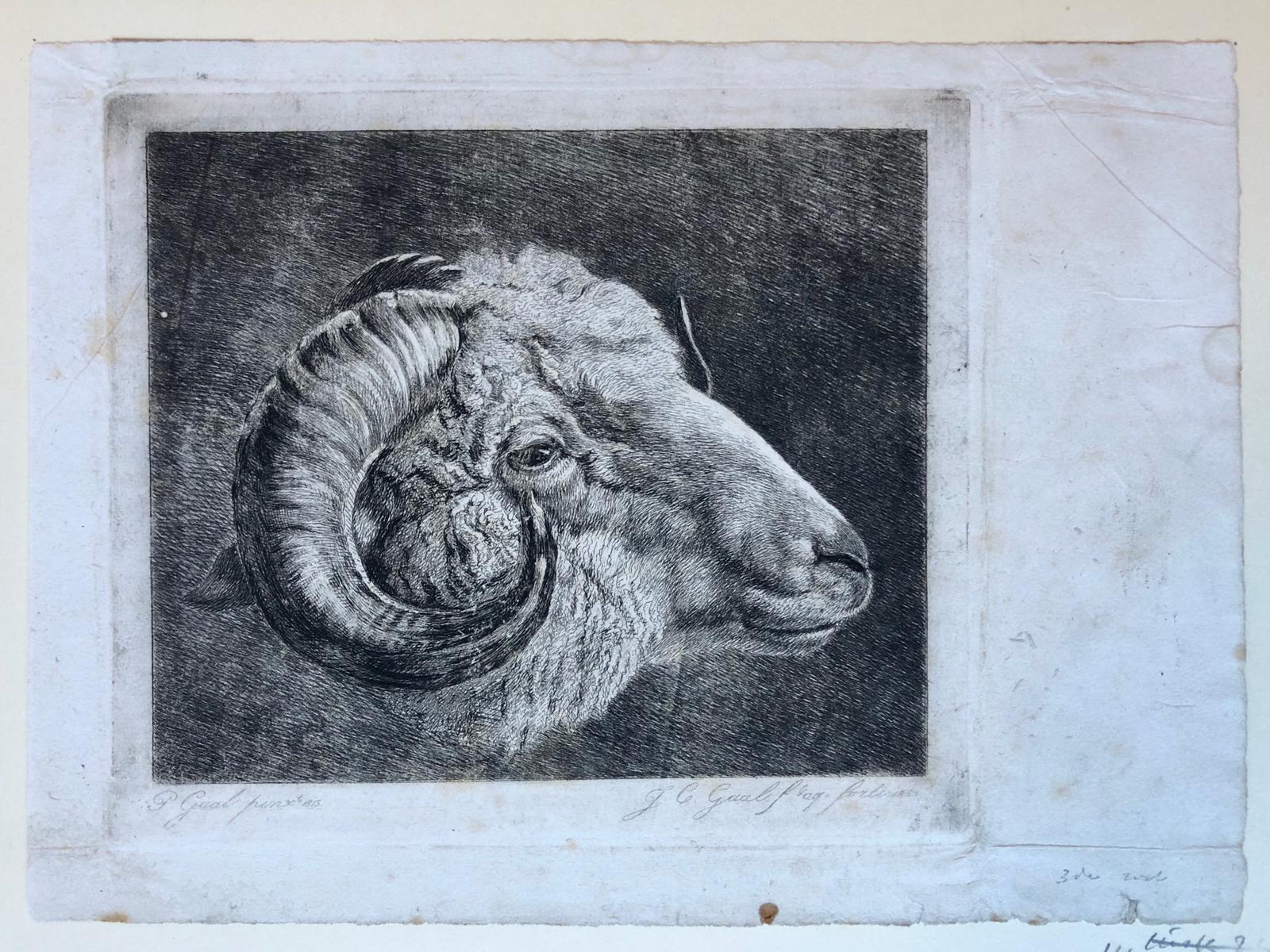 [Antique print, etching, ets] Head of a goat (hoofd van een geit).