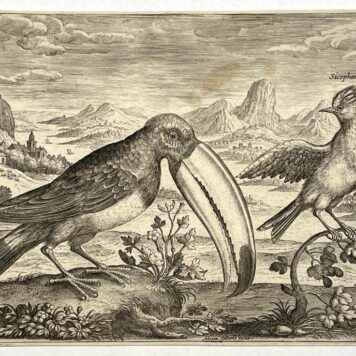 [Antique engraving, birds, 1618] Toucan and another tropical bird [Avium Vivae Icones; set](toekan en tropische vogel), published ca 1618, 1 p.
