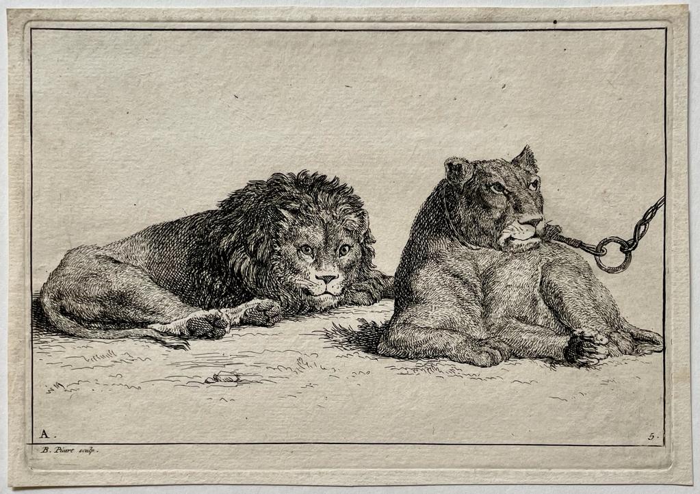 [Antique print, etching] Lion and lioness [set title: Recueil de Lions] / Leeuw en Leeuwin, published 1729.