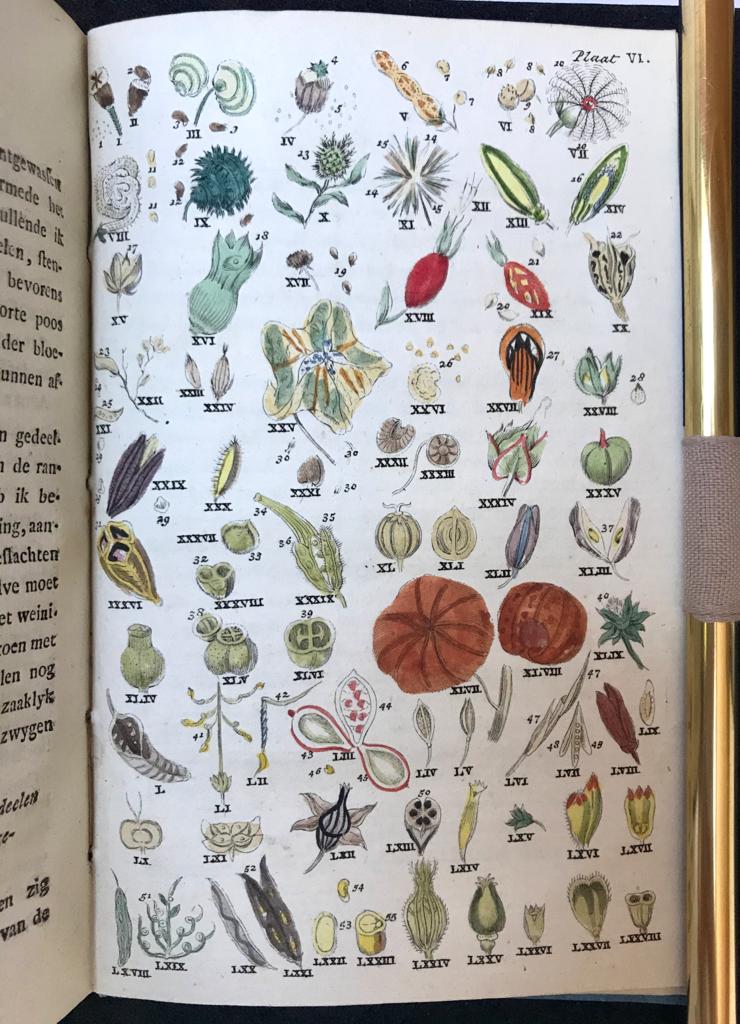 Women, Herbology, Science, 1802 | Almanach der kruid-kunde