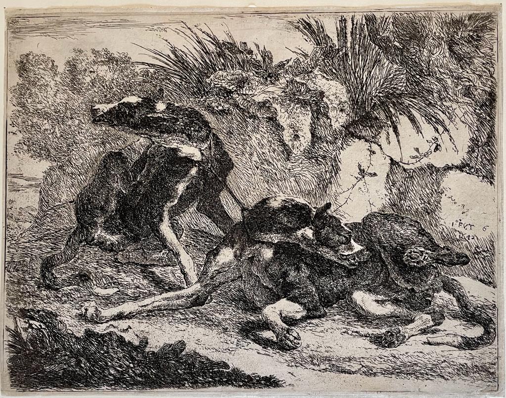 Antique print etching two dogs by Joannes Fijt.