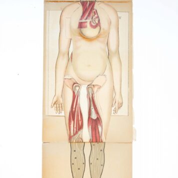 Anatomical plates, n.d. [ca. 1900].