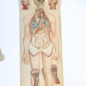Anatomical plates, n.d. [ca. 1900].